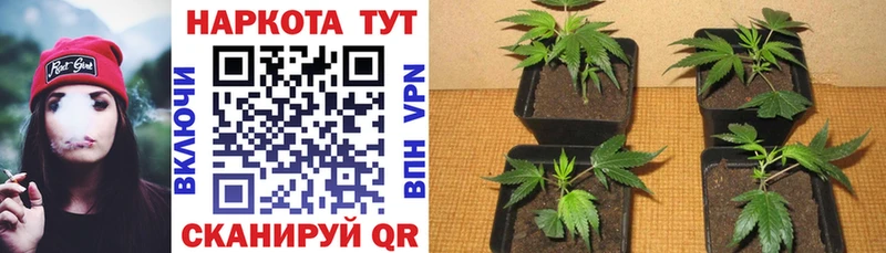 Как найти наркотики Шацк Метадон  Канабис  СОЛЬ  ГАШИШ  Псилоцибиновые грибы  Мефедрон  Кокаин 